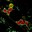 Der Parasit Toxoplasma gondii (rot) bringt die Mitochondrien (grün) dazu große Strukturen ihrer „Haut“ (gelb) abzustoßen.
