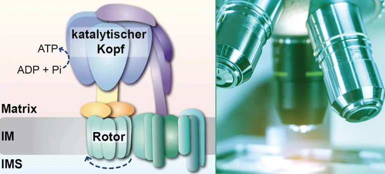 Katalytischer Kopf